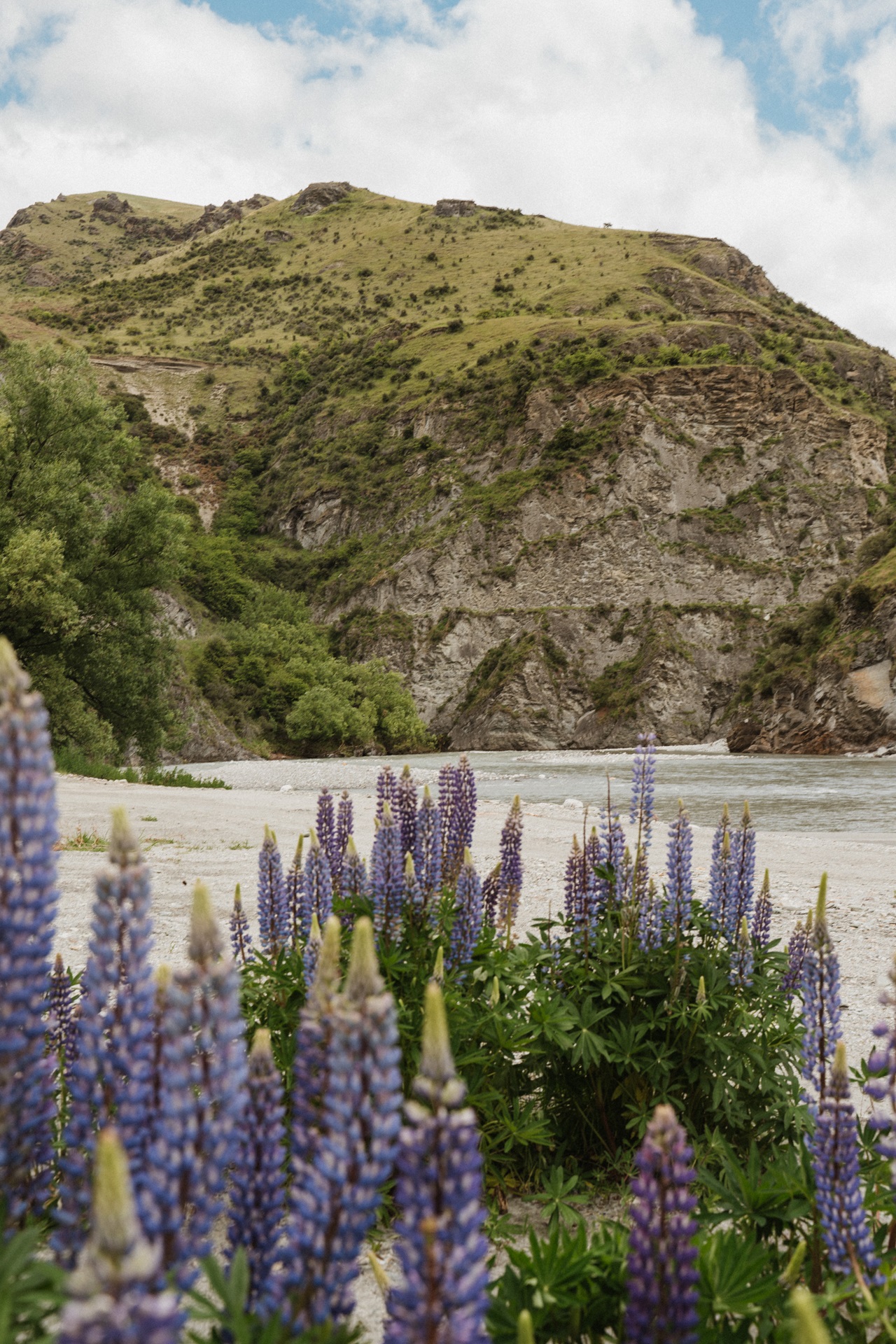 Lupins on beach at Deep Creek